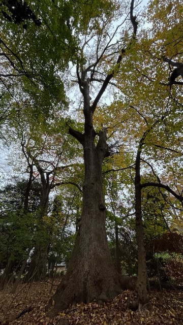 57001-FullSizeRender GLT Sweetgum.jpg